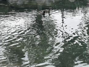 320 W Walnut Street 51, Ontario CA 91762