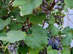 30 Highland Place, Great Neck NY 11020