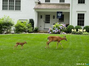 15 Marianne Road, Darien CT 06820