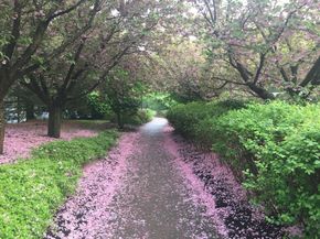 4 Village Brook Ln 4, Natick MA 01760