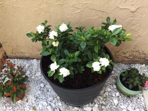 8220 SW 24th St 4106, North Lauderdale FL 33068