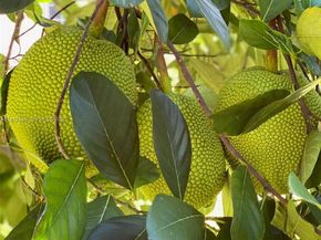 13135 SW 218th Ter, Miami FL 33170