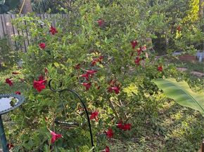 800 SW 26th Ct, Fort Lauderdale FL 33315