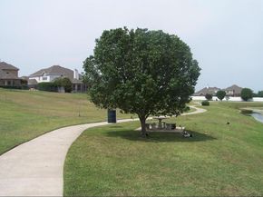 3401  Muleshoe Lane , Fort Worth Texas 76179