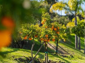 3376 Calle Tres Vistas, Encinitas CA 92024