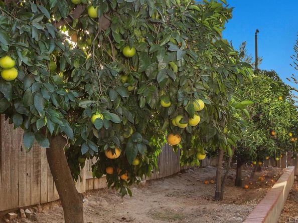 1446 San Carlos Place, Escondido CA 92026