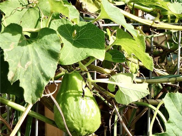 1891 McKinney Way 26B, Seal Beach CA 90740