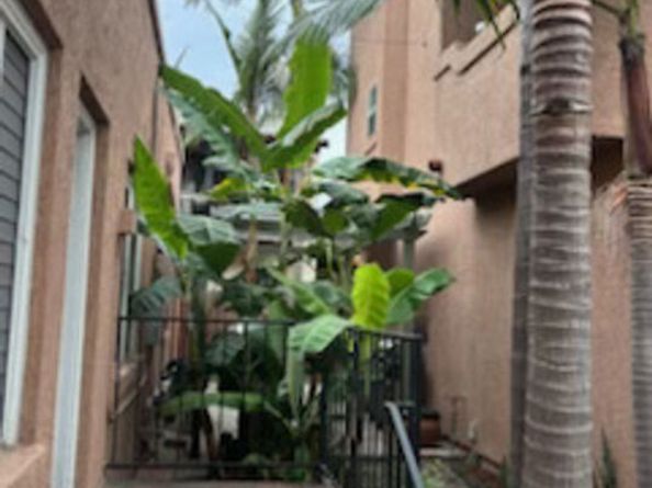 1605 E 1st Street, Long Beach CA 90802