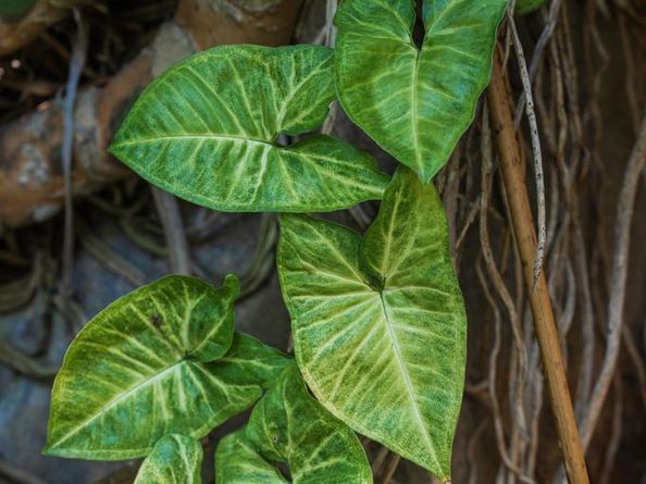 1010 Myrtle Way, San Diego CA 92103