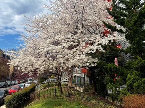 1439 Chapin Street NW 303, Washington DC 20009