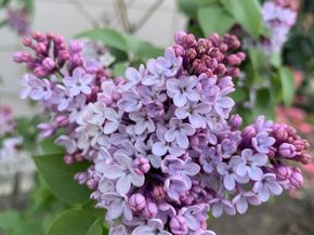 1152 Curtner Avenue, San Jose CA 95125