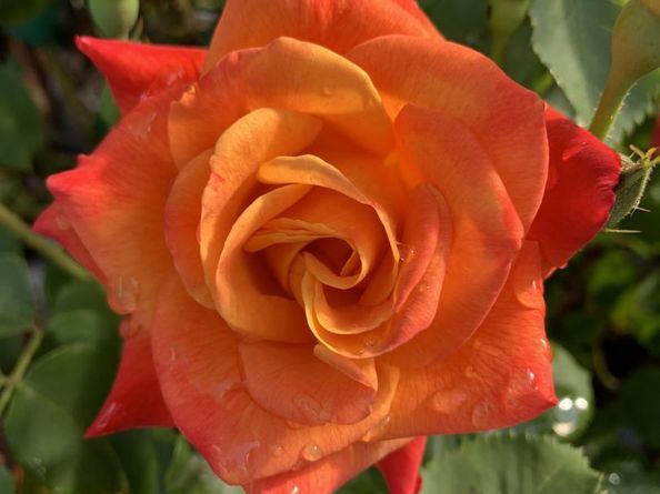 1152 Curtner Avenue, San Jose CA 95125