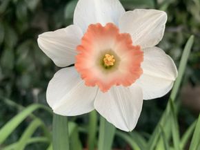 1152 Curtner Avenue, San Jose CA 95125