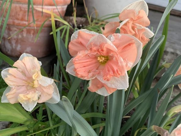 1152 Curtner Avenue, San Jose CA 95125