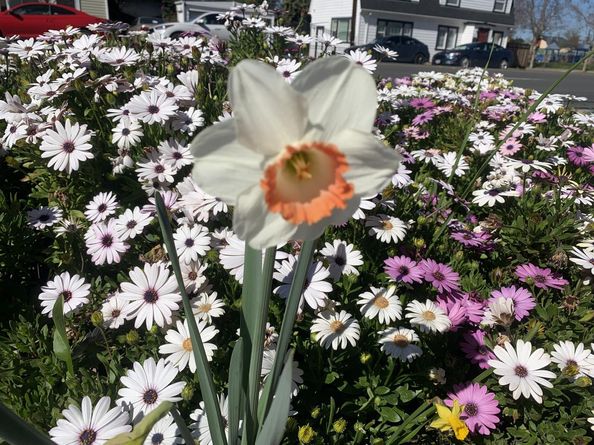 1152 Curtner Avenue, San Jose CA 95125