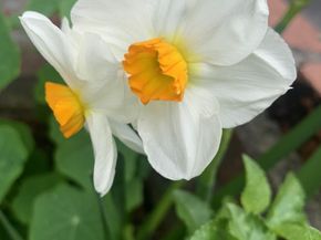 1152 Curtner Avenue, San Jose CA 95125