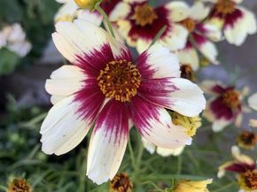 1152 Curtner Avenue, San Jose CA 95125