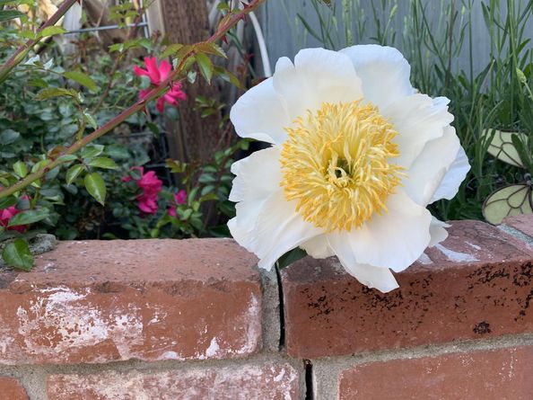 1152 Curtner Avenue, San Jose CA 95125