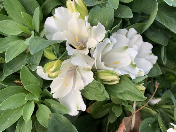 1152 Curtner Avenue, San Jose CA 95125