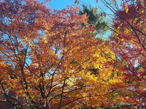 20 Maynard Pl., Cambridge MA 02138
