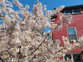 20 Maynard Pl., Cambridge MA 02138