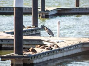 2332  Miranda Lane , Rockwall Texas 75087