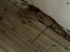 6516  Rock Canyon Trail , Dallas Texas 75232