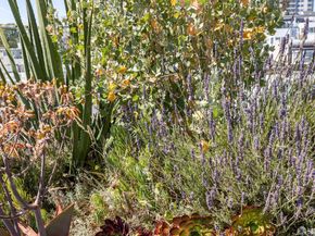160 Bernard Street, San Francisco CA 94106