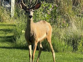 7485 S Jackson Gap Way, Aurora CO 80016