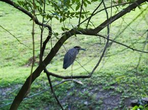 1901 W 14th 1/2 Street C, Houston TX 77008