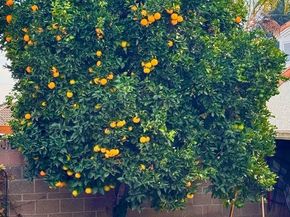 7534 Fostoria, Downey CA 90241