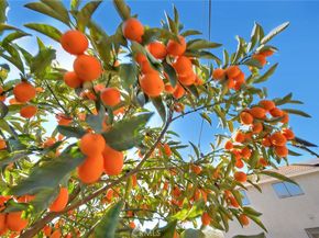 12973 Arlington Lane, Chino CA 91710