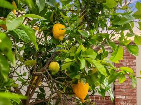 3 Candlebush, Irvine CA 92603