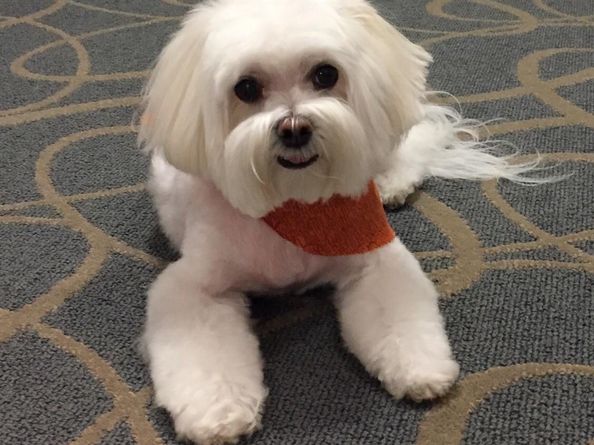 3015 N Ocean Blvd 19E, Fort Lauderdale FL 33308