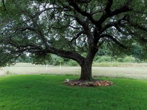 1005 Cimarron Hills TRL W, Georgetown TX 78628