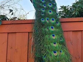 2325  Denham Drive , Arlington Texas 76001