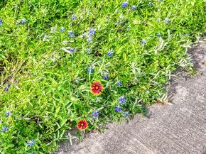711  Pearl Cove , Oak Point Texas 75068
