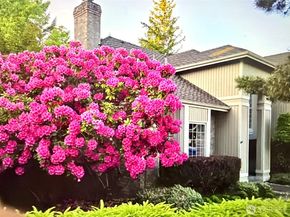 24504 SE 42nd PL, Sammamish WA 98029