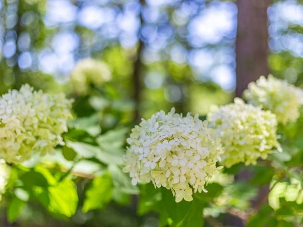 42 Forest Edge, Plymouth MA 02360
