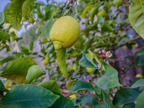 376 Cypress Avenue, Santa Clara CA 95050