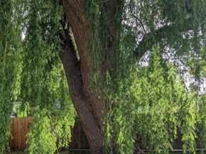 1739 Collyer Street, Longmont CO 80501