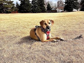 8791 Allison Drive E, Arvada CO 80005