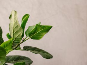 124 W Colorado Street 307, Glendale CA 91204