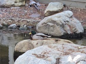 783 Grayling, Costa Mesa CA 92626