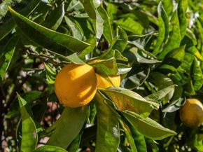 3340 Harrison St, Oakland CA 94611