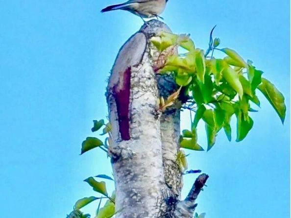 130 Arundel Dr, Hayward CA 94542