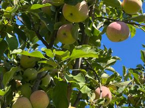 2845 Briarwood Dr, Livermore CA 94551