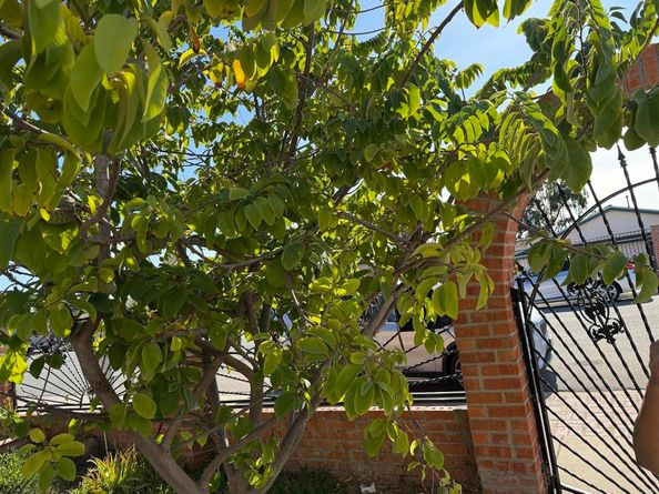 177 Coralwood Drive, San Diego CA 92114