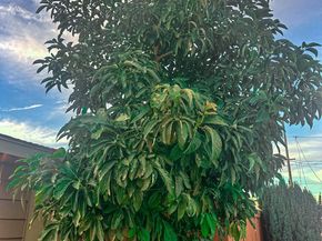 2425 Heather Avenue, Long Beach CA 90815