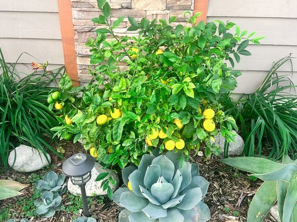 2425 Heather Avenue, Long Beach CA 90815